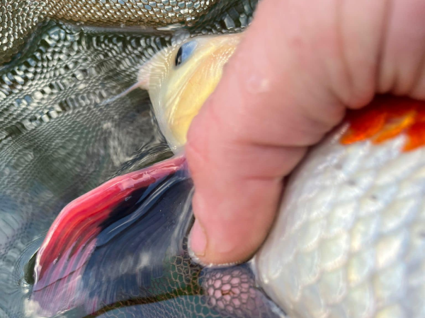 Treating Skin Flukes in Koi and Pond Fish