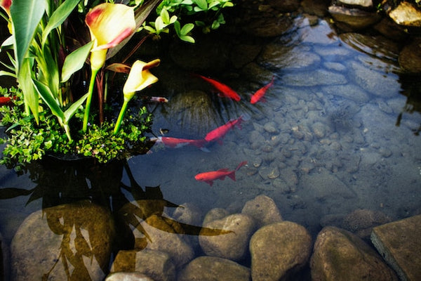 10 Step Guide to Constructing Your Pond Paradise