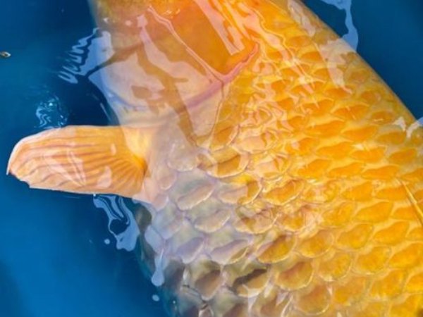 Japanese Koi Fish suffering with Dropsy