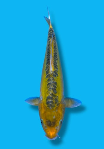 Marusaka Midorigoi #1 33cm