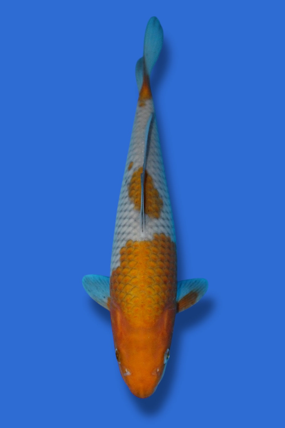 Ochiba Shigure - 29cm - young nisai - Otsuka Koi Farm