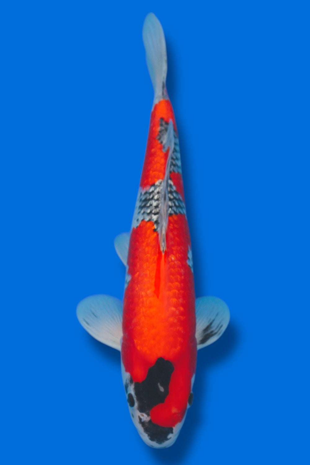 Ginrin Goshiki #4 - 39cm - nisai - Kawakami Koi Farm