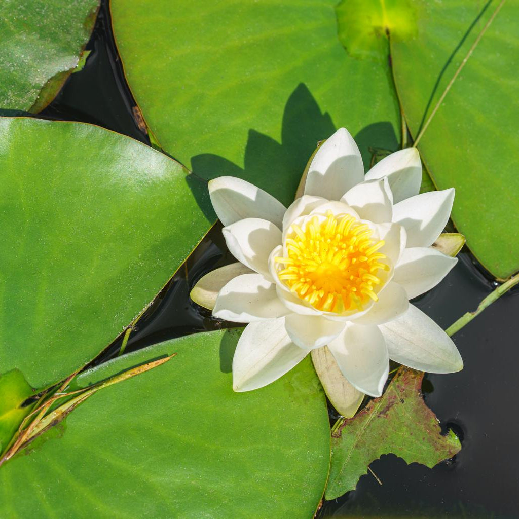 Albatross Medium Water Lily 3 Ltr Hex Pond Plant