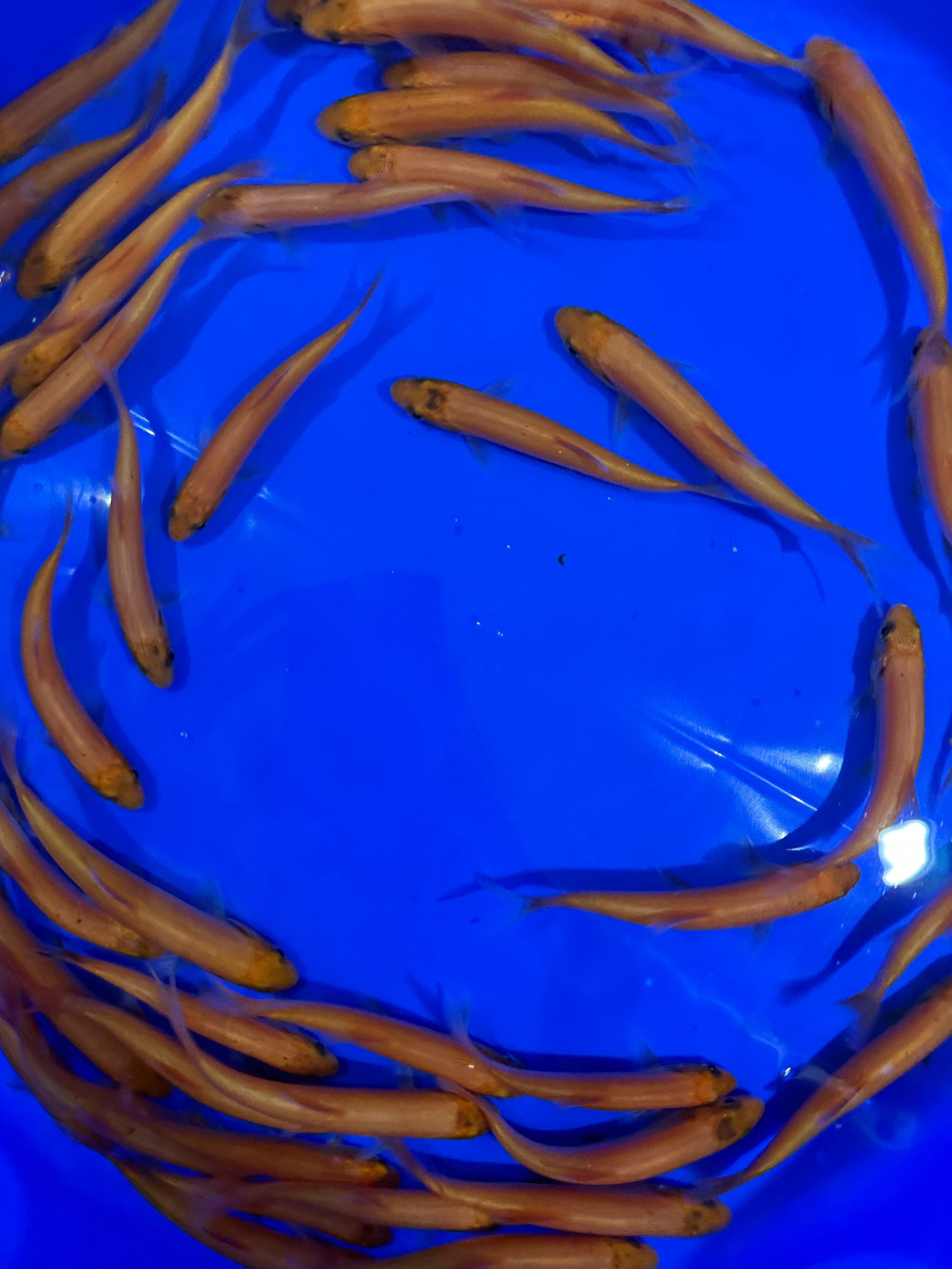 Golden Orfe 4-5"