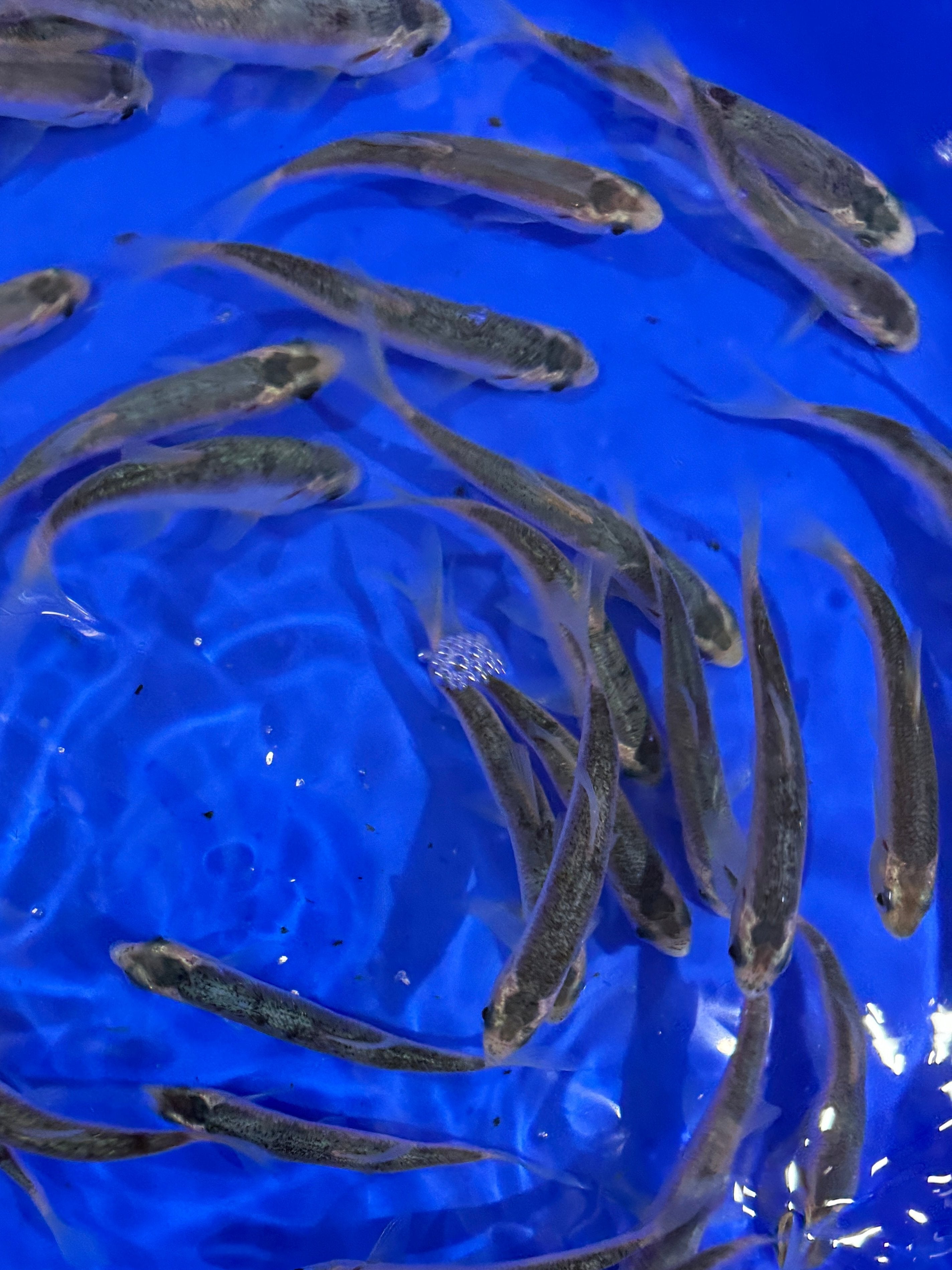 Blue Orfe 4-5"
