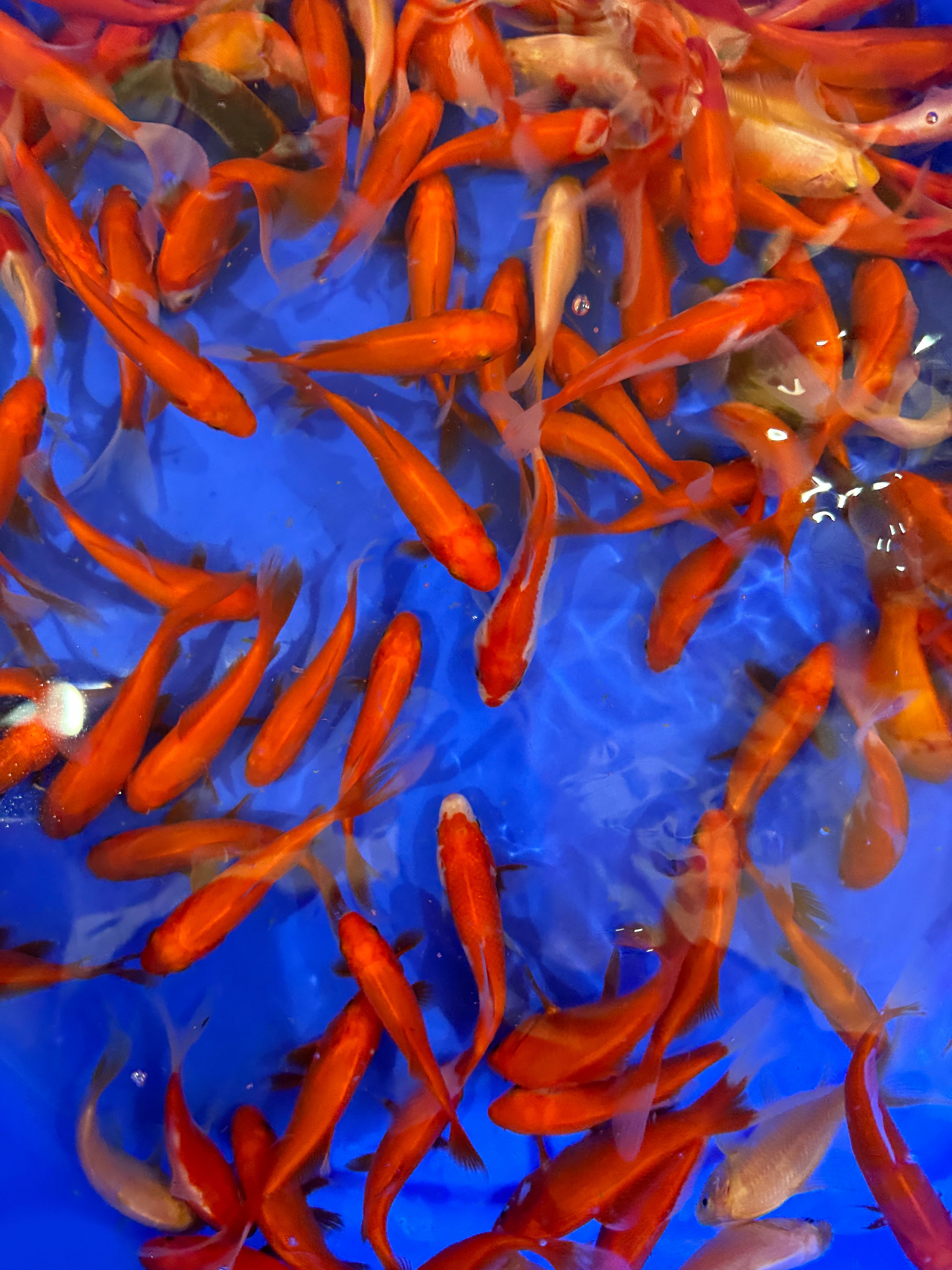 Assorted Goldfish and Comets 3-4"