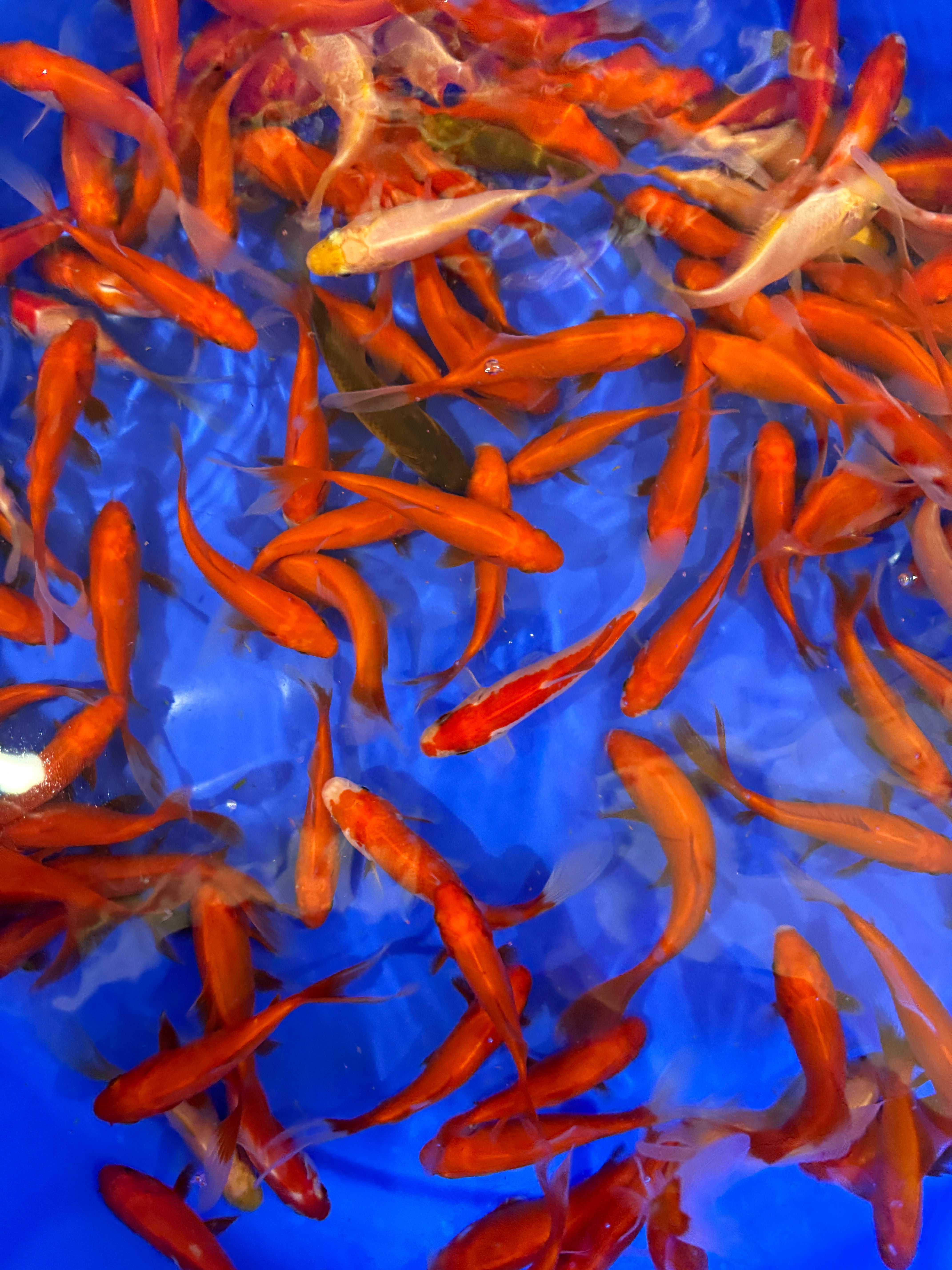 Assorted Goldfish and Comets 3-4"