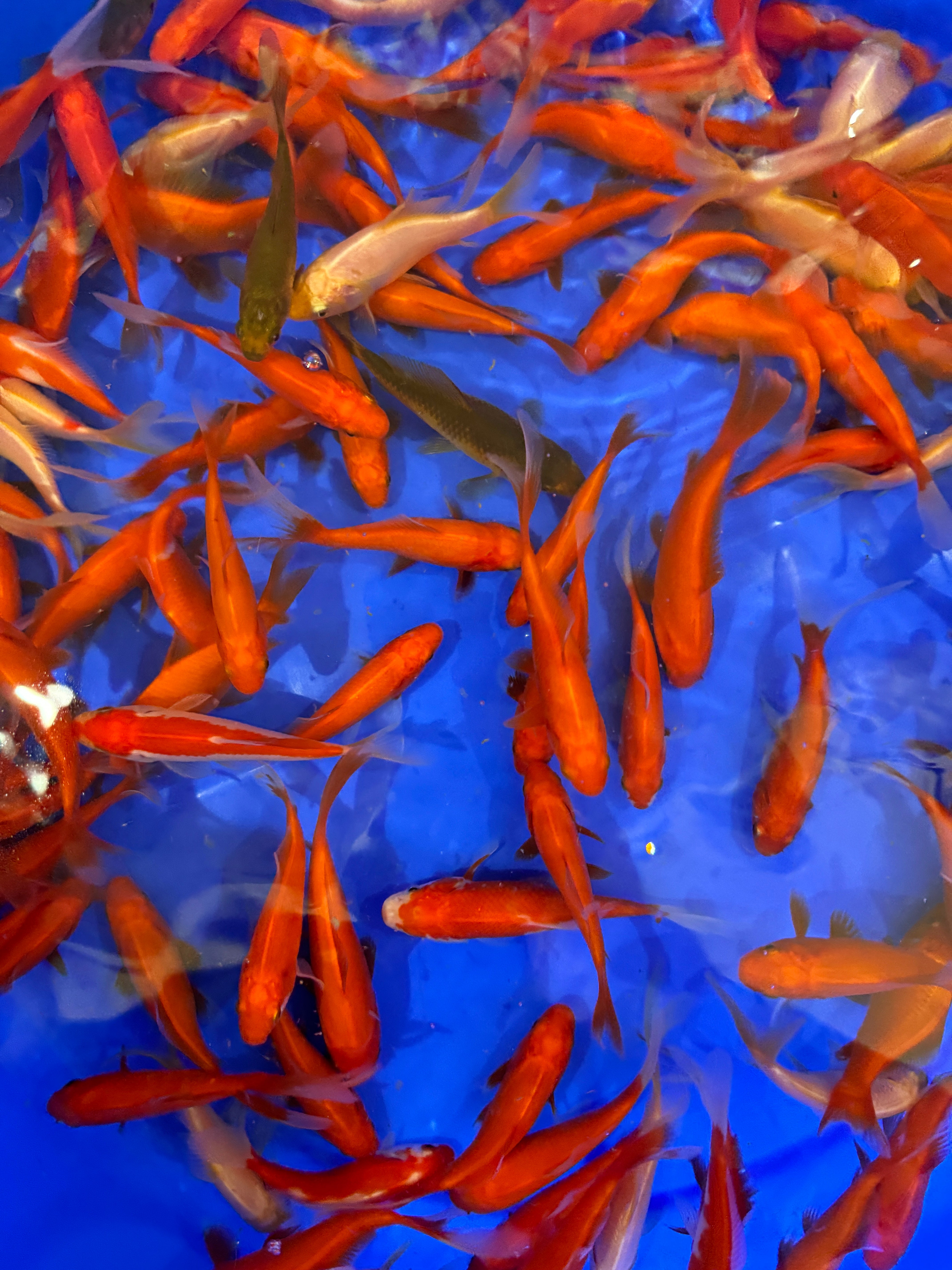 Assorted Goldfish and Comets 3-4"