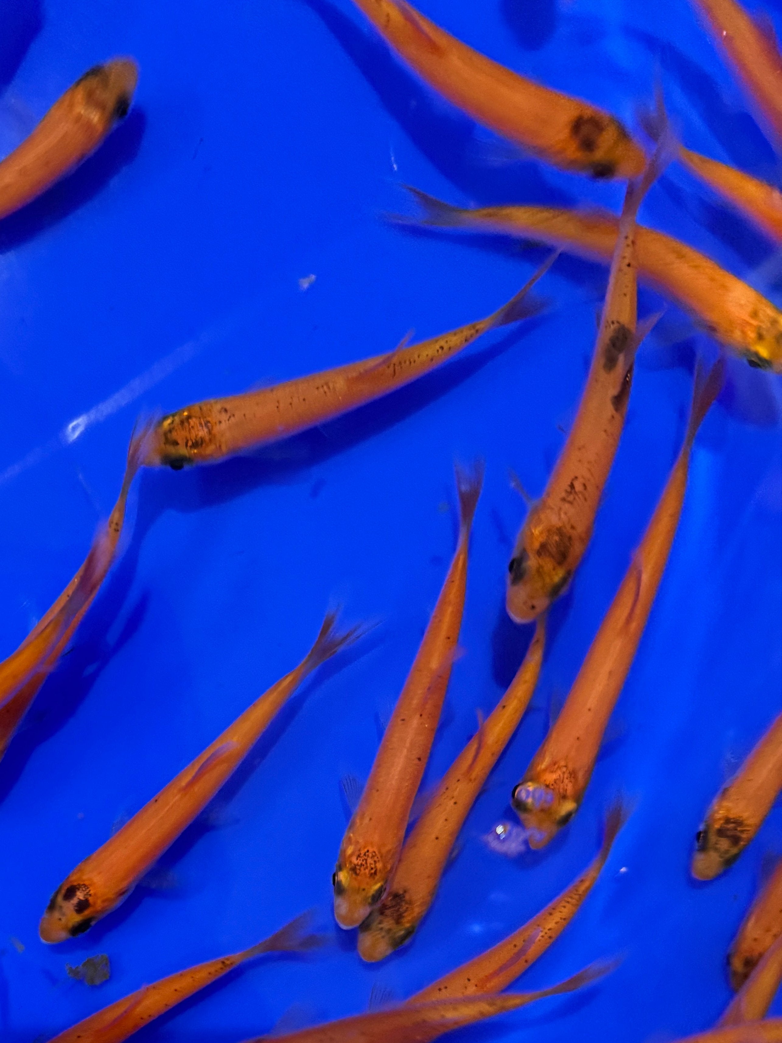 Golden Orfe 3-4"