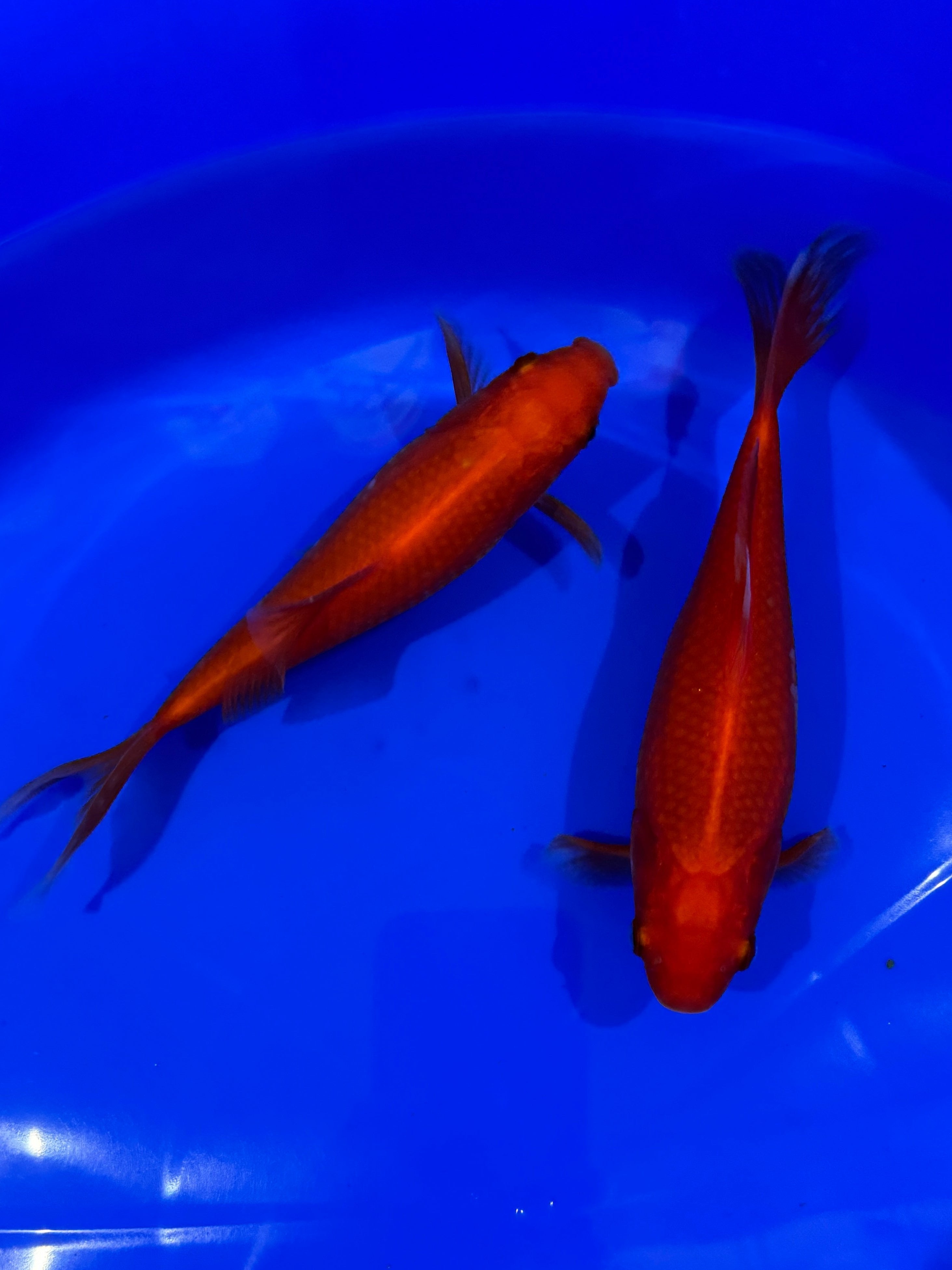 Comet Goldfish 5-6"