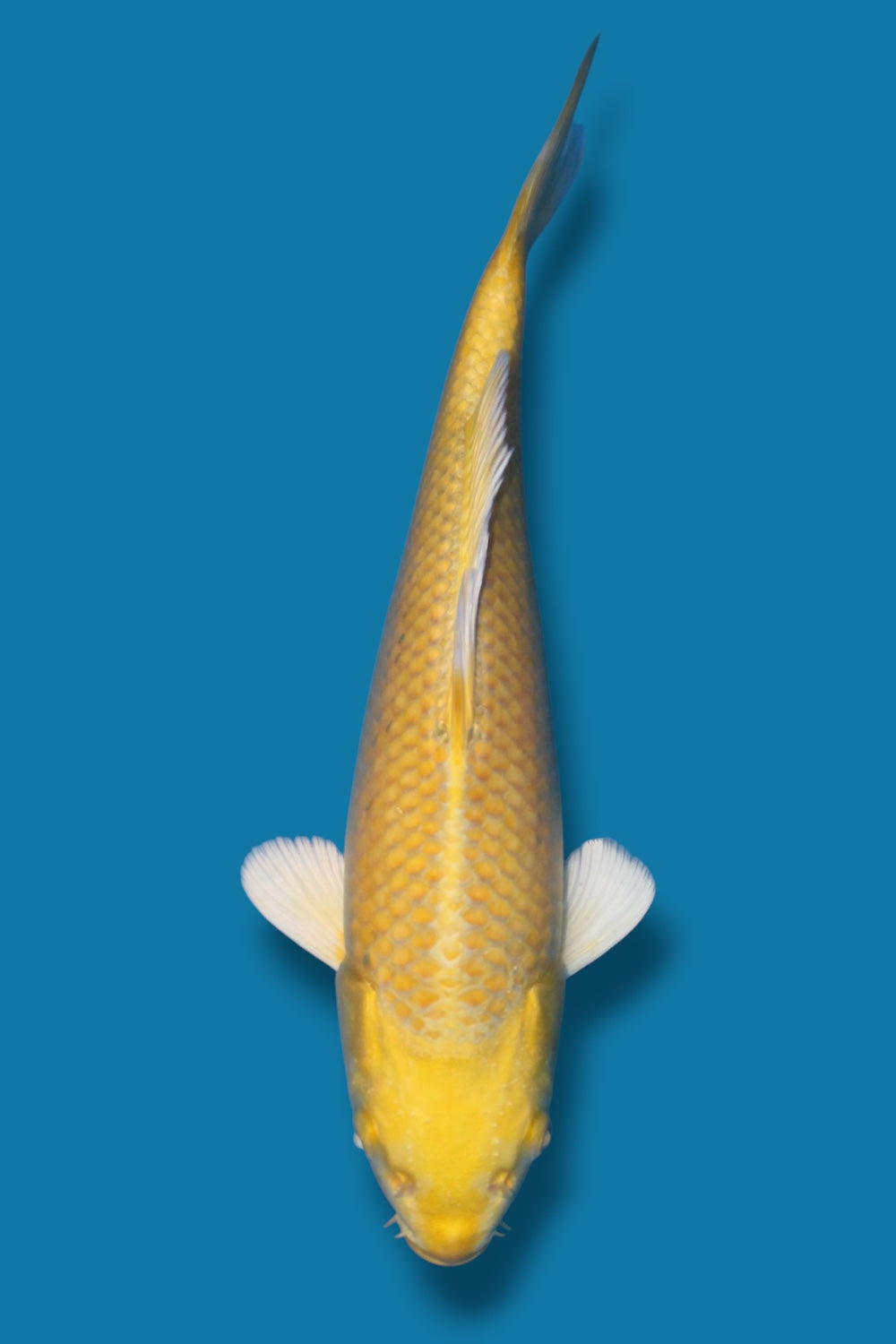 Yamabuki Ogon - 30cm - jumbo tosai- Ogata Koi Farm