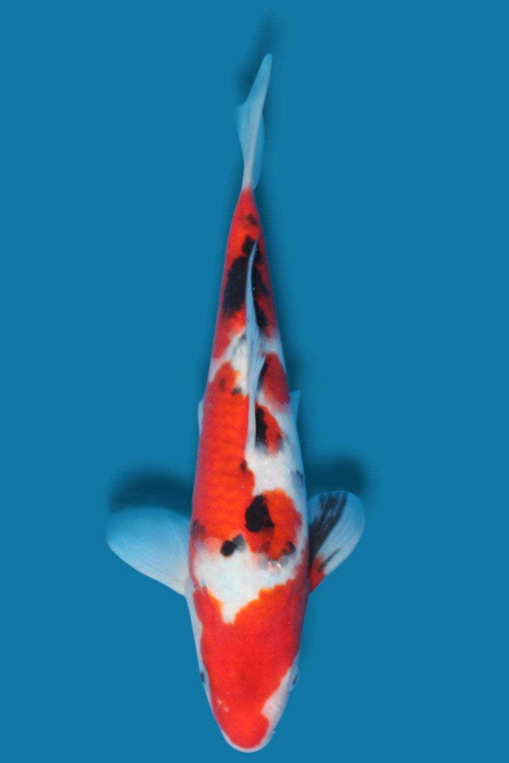 Sanke - 30cm - jumbo tosai- Ogata Koi Farm
