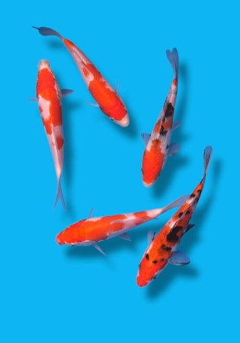 Marudo Gosanke tosai 17-20cm