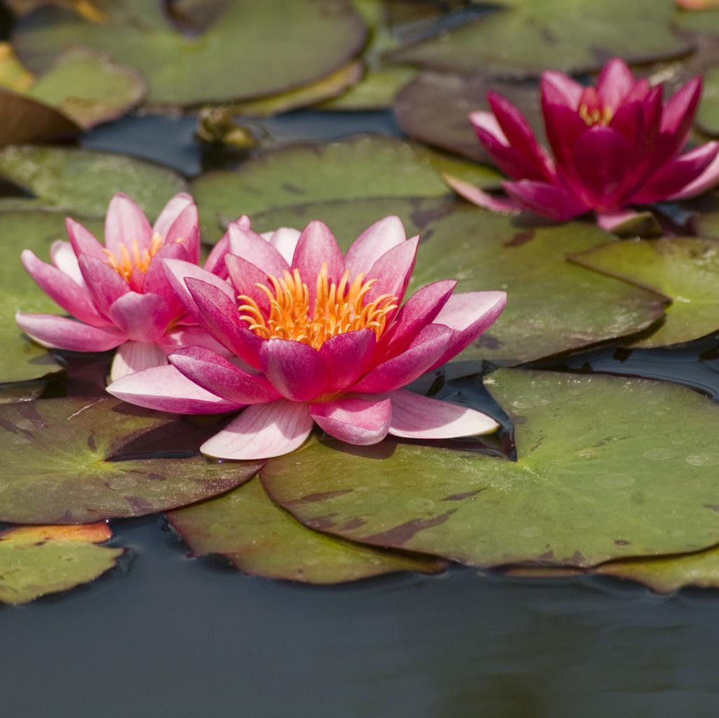 Ellisiana Dwarf/Small Water Lilly 2 Ltr Pond Plant