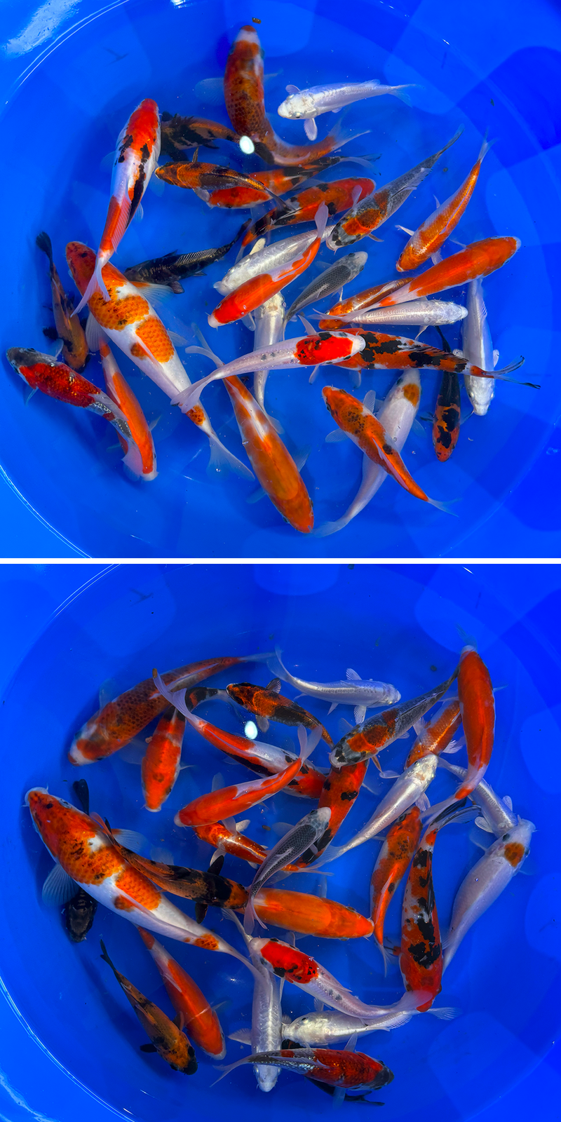 A beautiful collection of young tosai from 3 well known breeders in Japan. This is a superb mixture with plenty of varieties. Beni Kumonryu, goromo, doitsu platinum ogons, etc. There's great sized fish in here too, which at this price is an absolute steal! Specific fish can be selected via photos and videos. Contact us for more information!