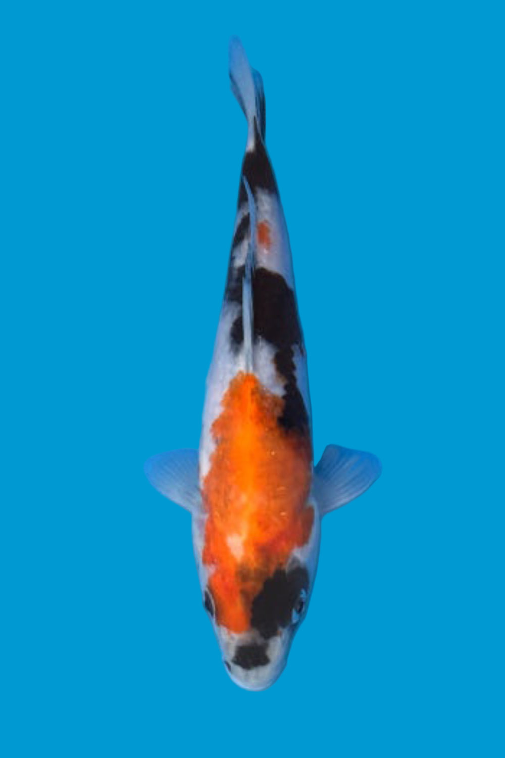 Showa #10 - 20cm - nisai - Isa Koi Farm