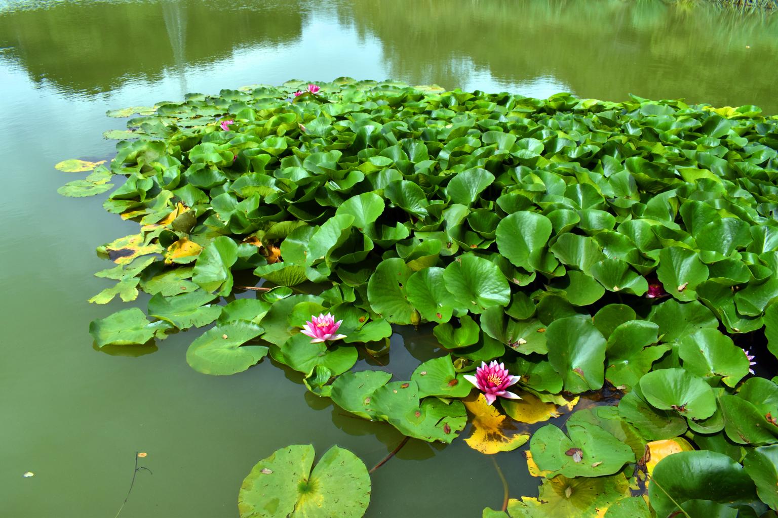 Pygmaea Rubra Miniature Water Lilly 1 Ltr Pond Plant