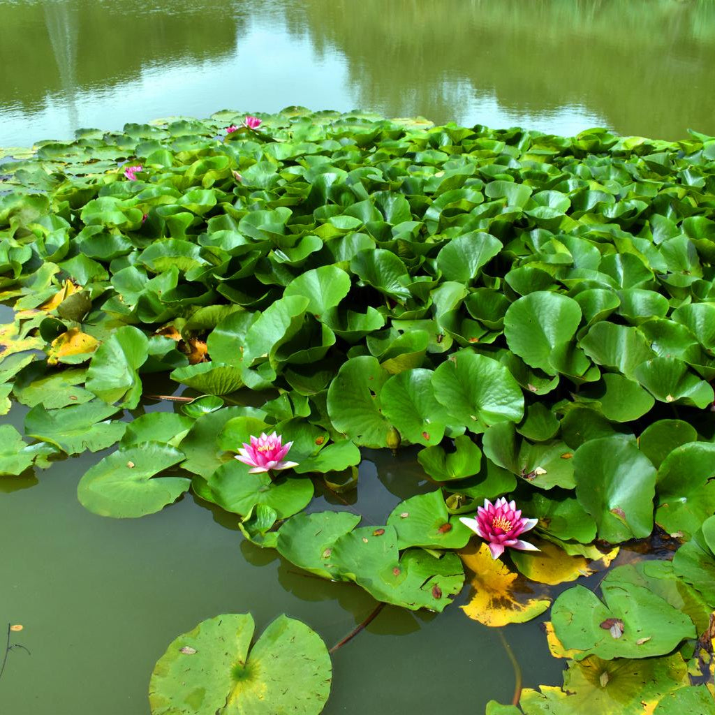 Pygmaea Rubra Miniature Water Lilly 1 Ltr Pond Plant