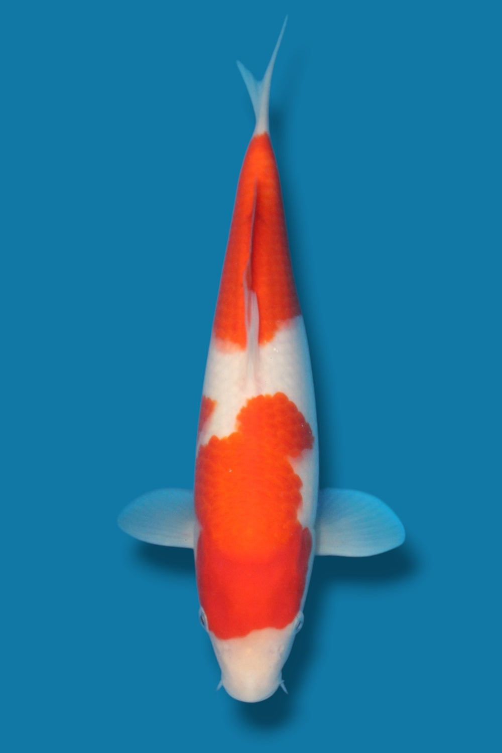 Kohaku #2 - 29cm - jumbo tosai- Ogata Koi Farm