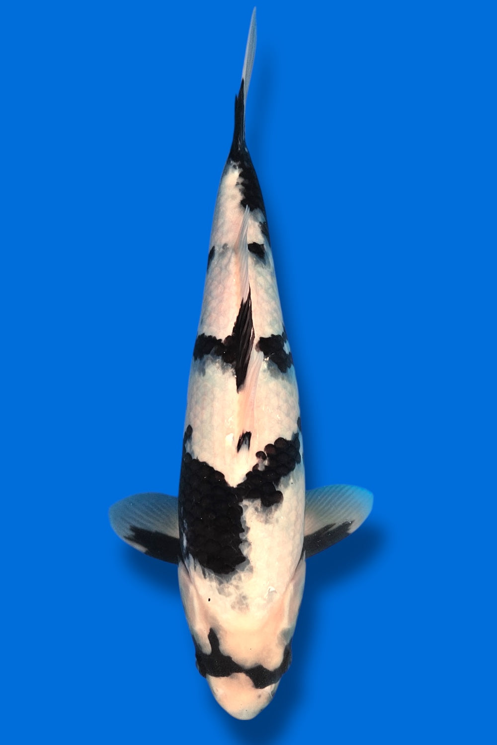 Shiro Utsuri - 38cm - Omosako Koi Farm