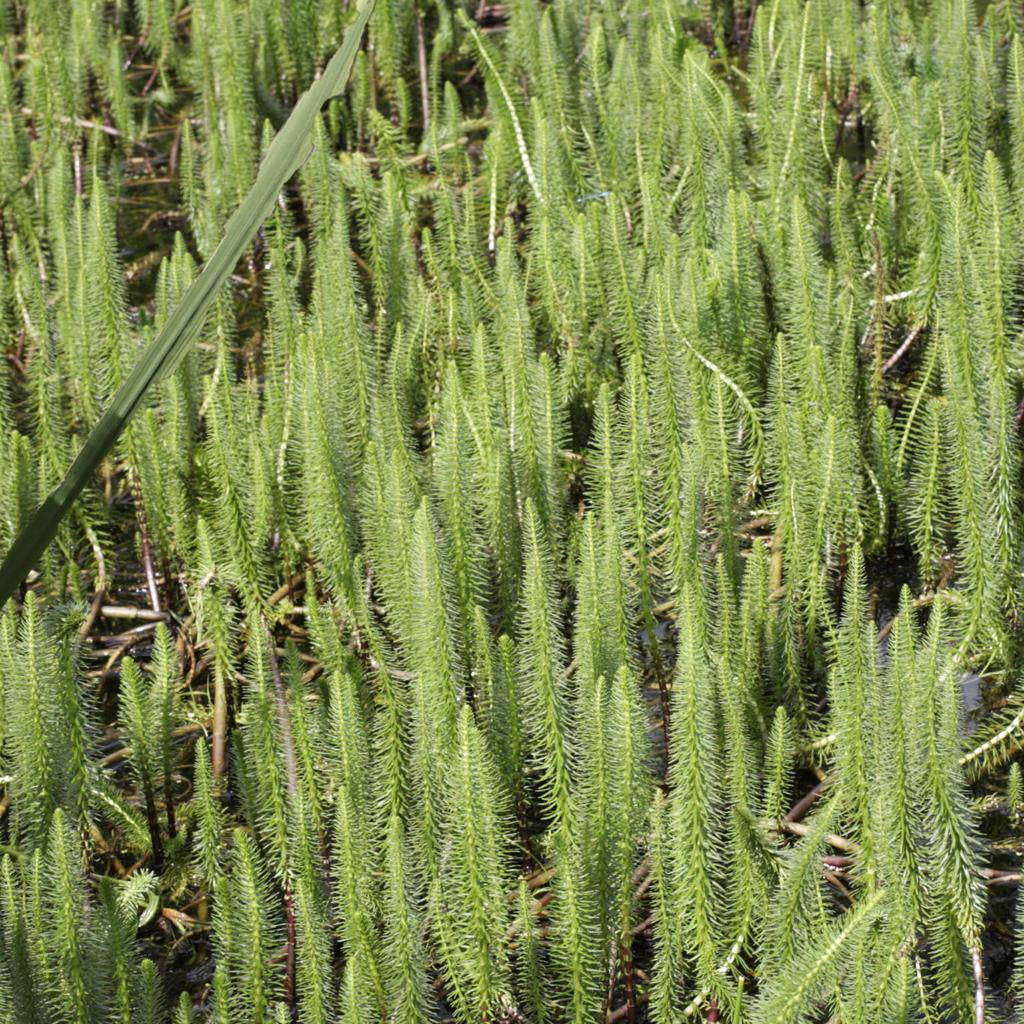 Hippuris Vulgaris Pond Plant Mare’s Tail