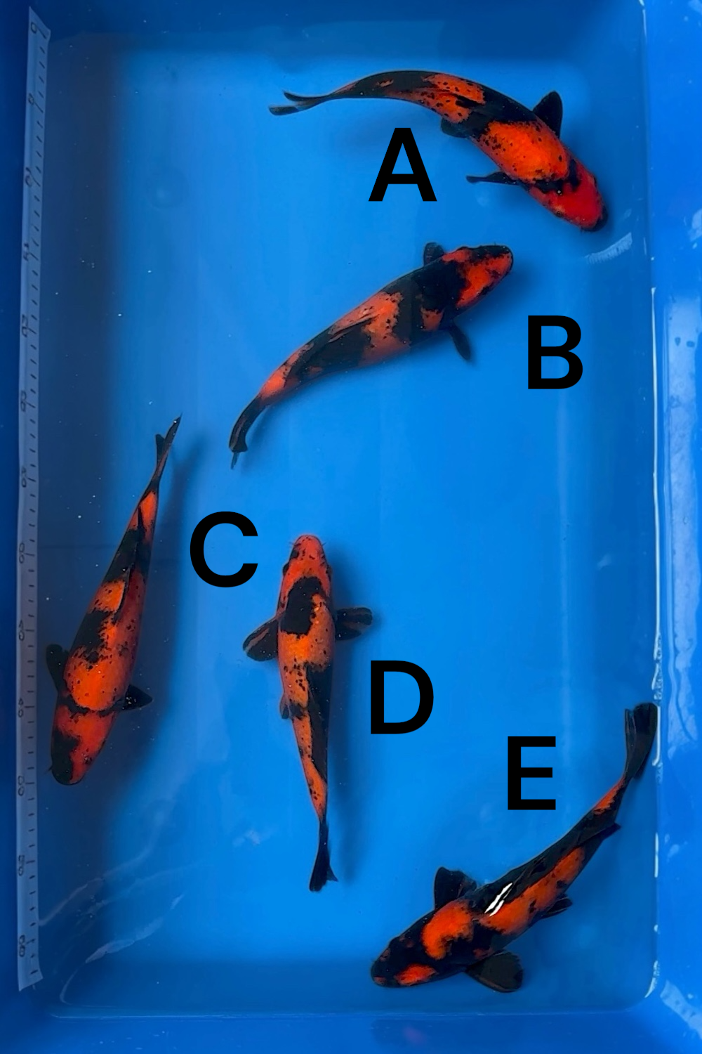 Hi-Utsuri Jumbo Tosai - 23-30cm - Ogata Koi Farm