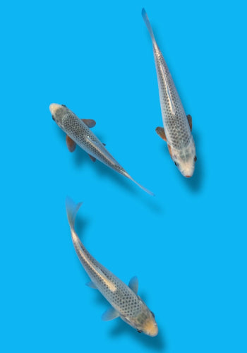 Otsuka Asagi 19-24cm