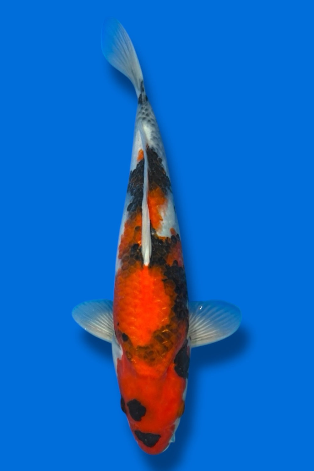 Showa #6 - 34cm - nisai - Isa Koi Farm