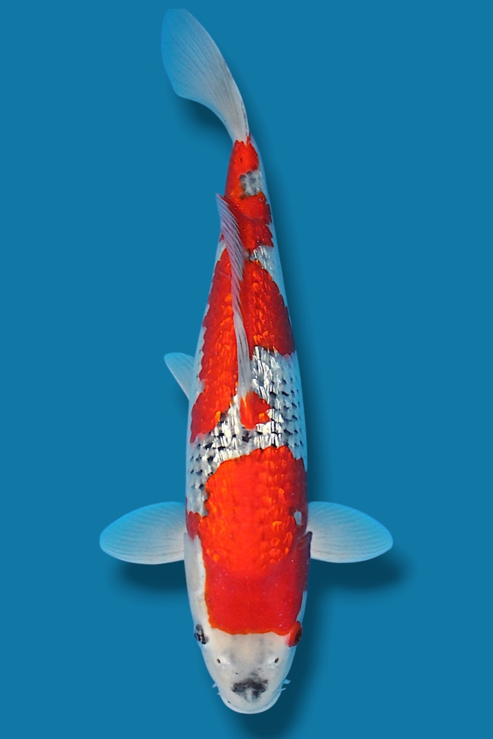 Ginrin Goshiki #9 - 40cm - nisai - Kawakami Koi Farm