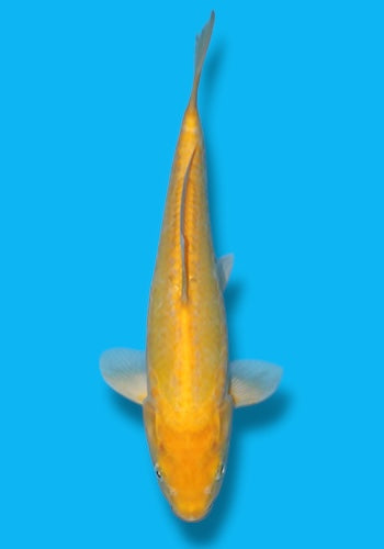 Marusei Doitsu Karashigoi 31cm