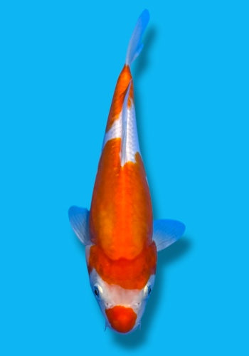 Shinoda Doitsu Kohaku 24cm