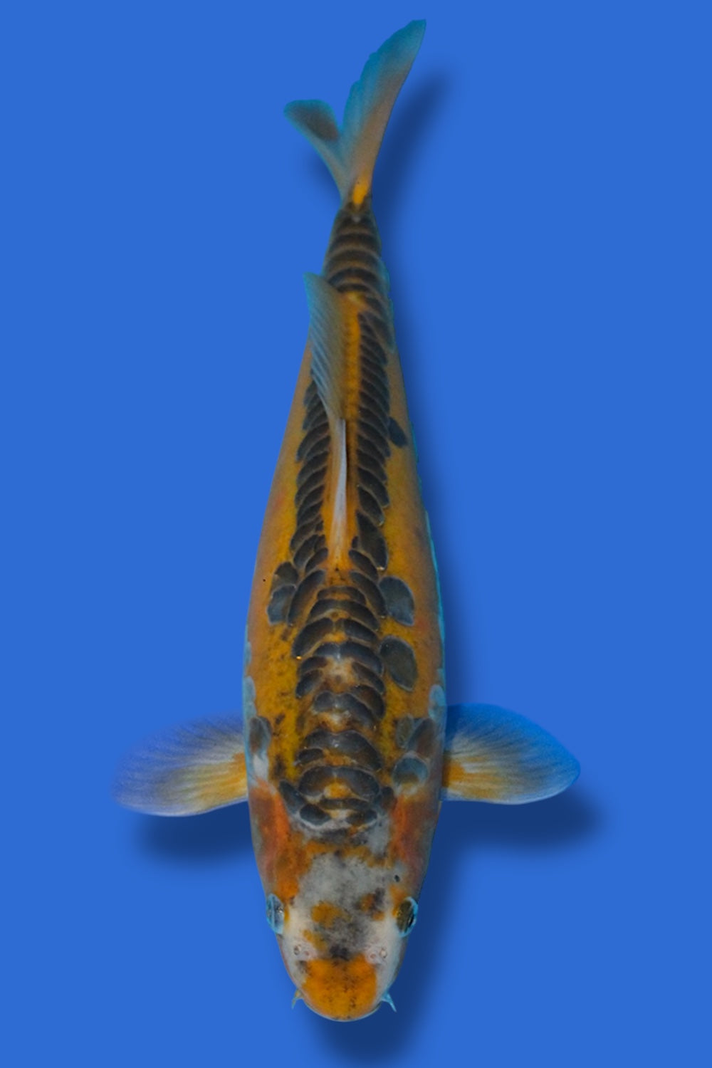 Midorigoi Doitsu #3 - 32cm - young nisai - Marusaka Koi Farm