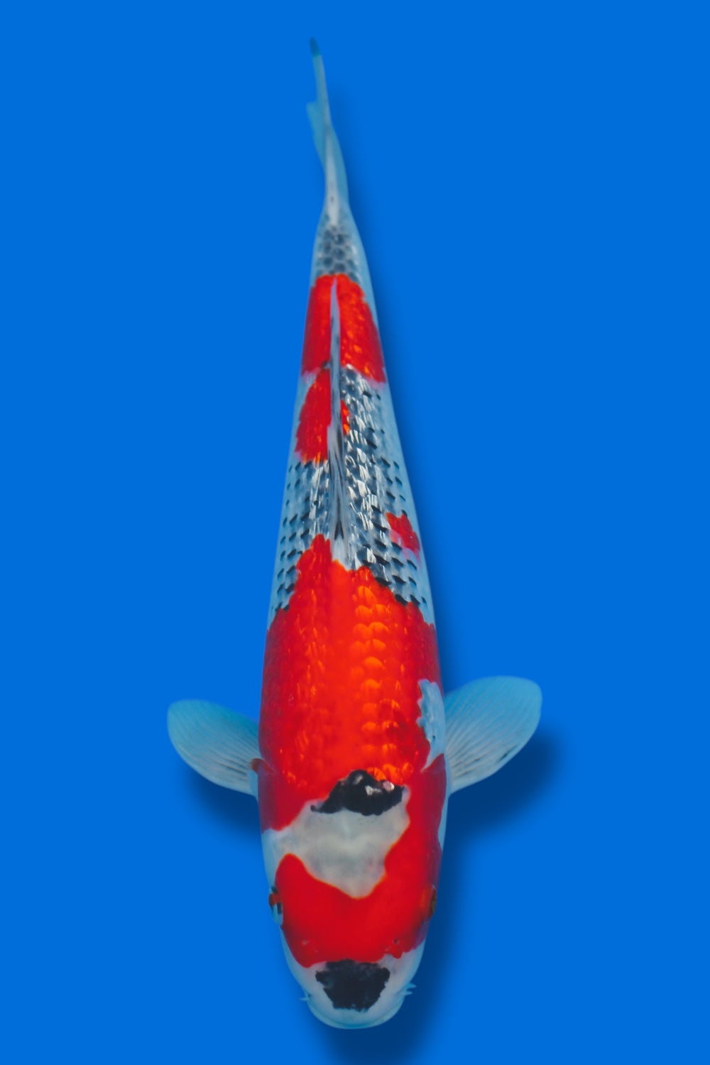 Ginrin Goshiki #1 - 37cm - nisai - Kawakami Koi Farm