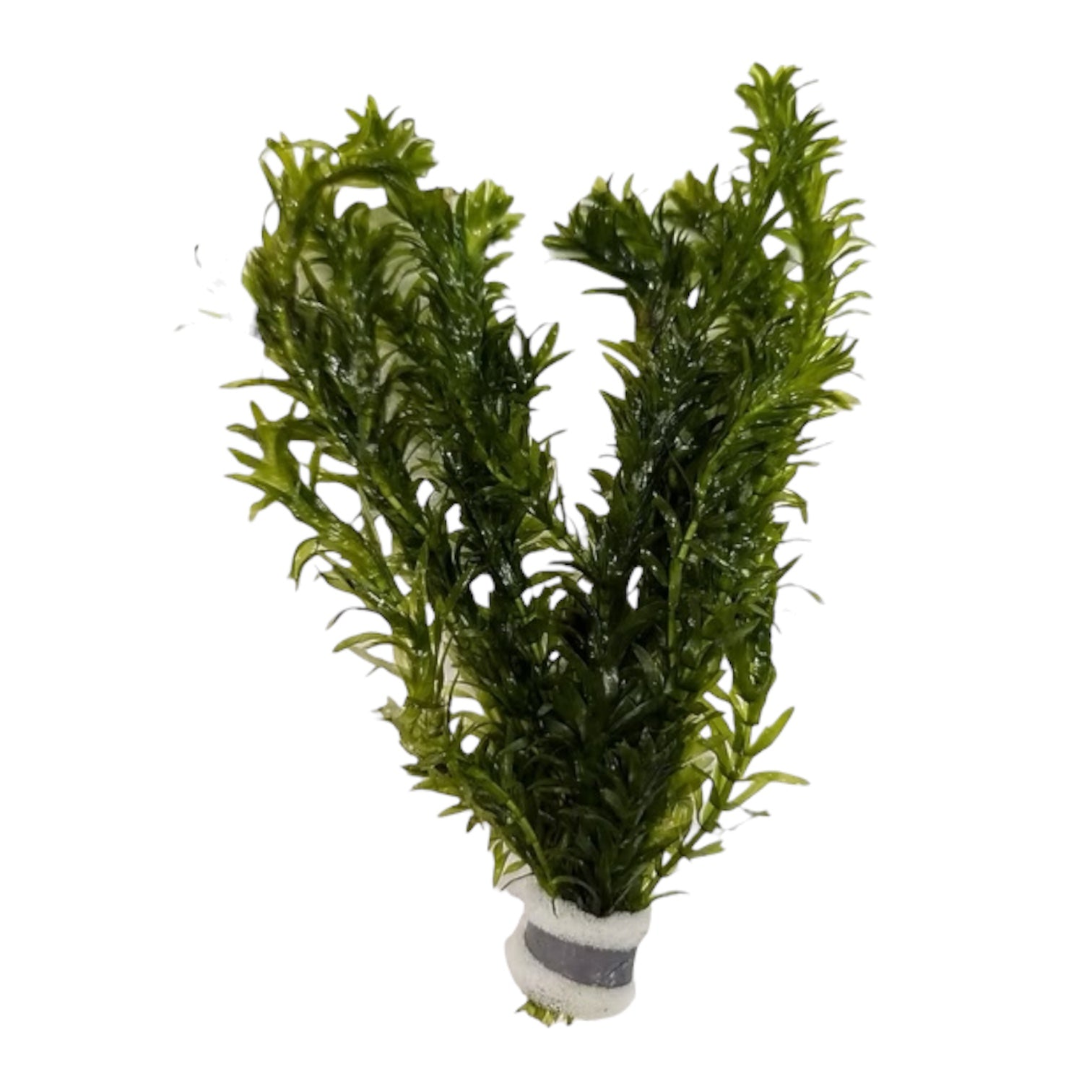 Elodea Densa x 1 Bunch Oxygenating Pond Plant
