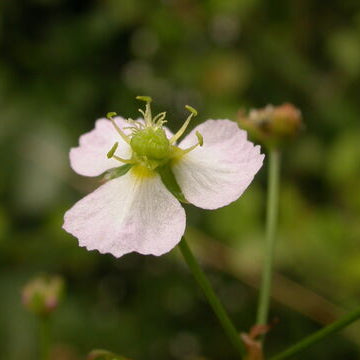 Alisma Parviflora Pond Plant Water Plantain