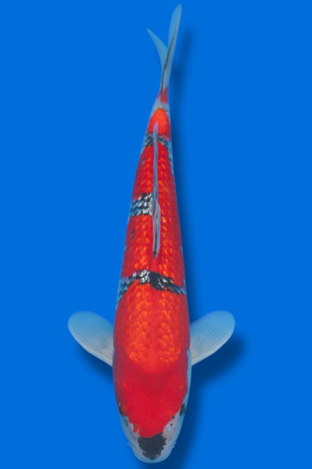 Ginrin Goshiki #2 - 37cm - nisai - Kawakami Koi Farm