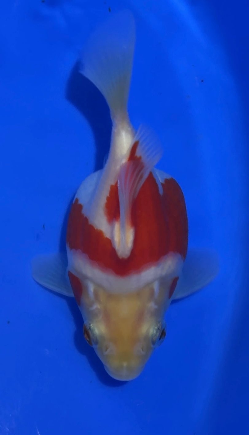 VHQ NND Tamasaba Japanese Goldfish - #4 red/white +-13cm