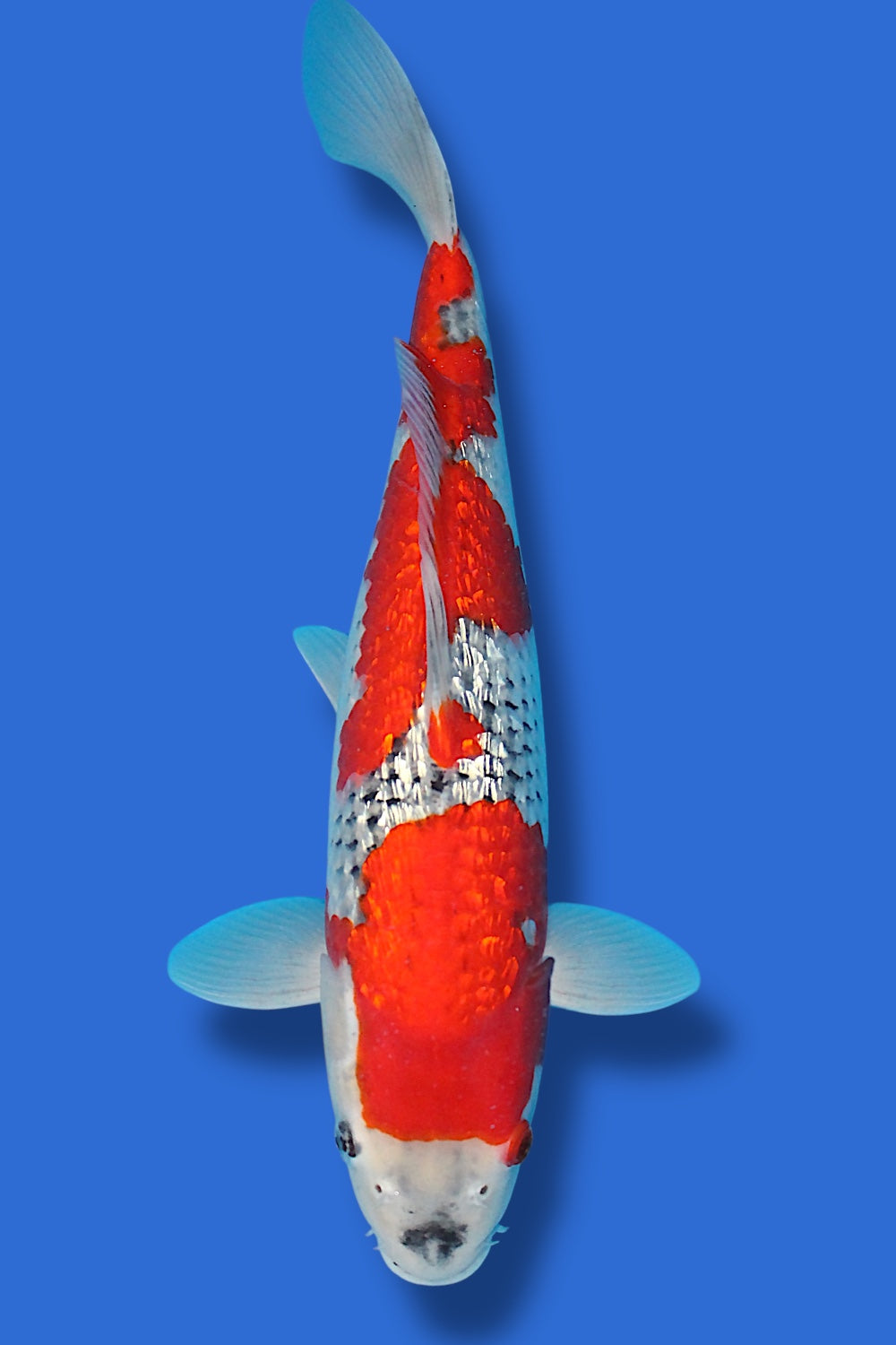 Ginrin Goshiki #9 - 40cm - nisai - Kawakami Koi Farm