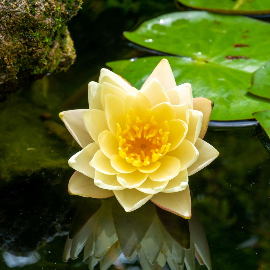 Pygmaea Helvola Miniature Water Lilly 1 Ltr Pond Plant