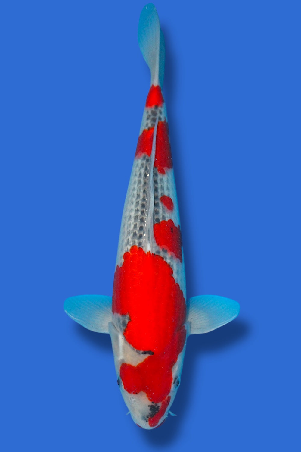 Goshiki #5 - 38cm - nisai - Kawakami Koi Farm