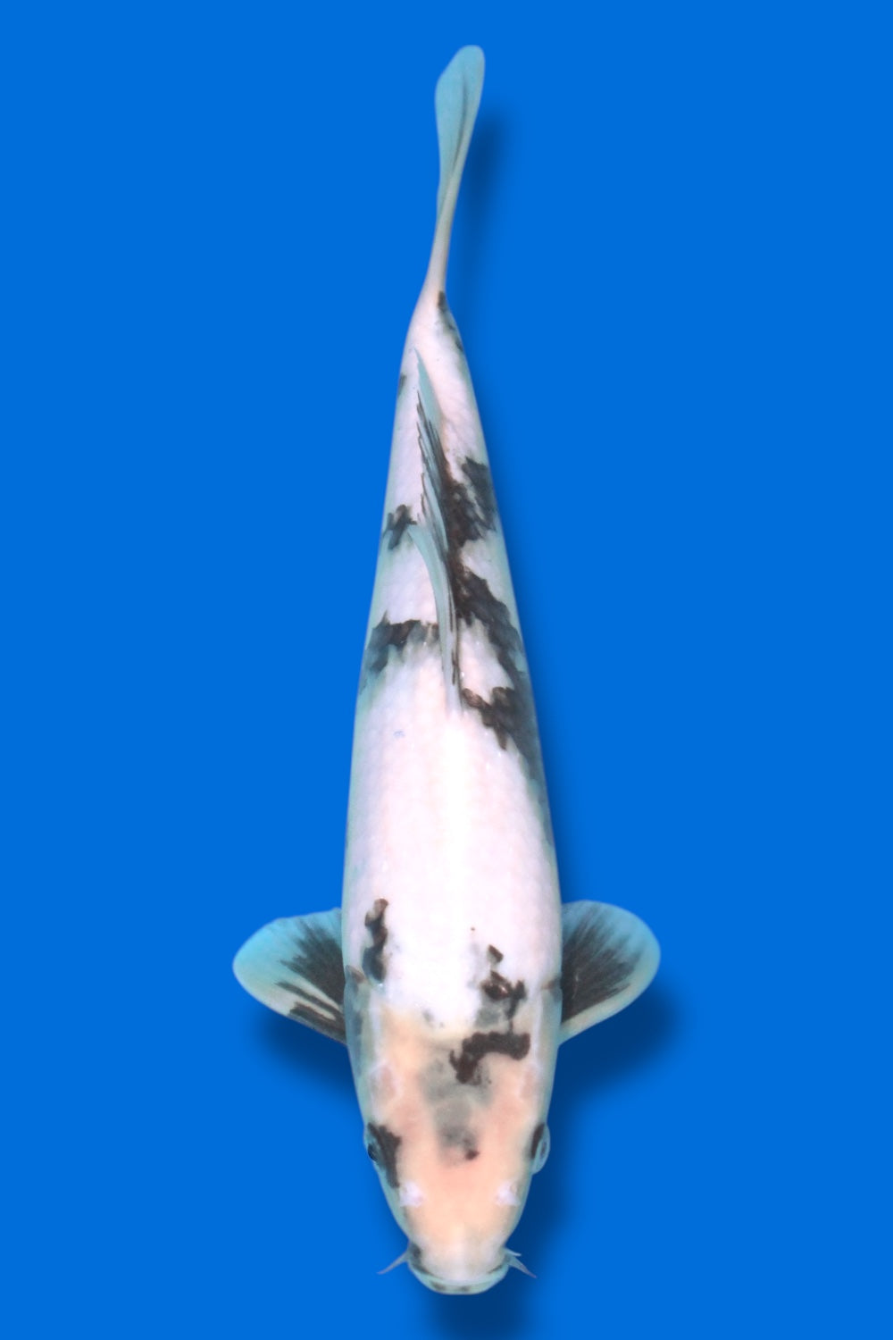 Shiro Utsuri #1 - 29cm - nisai - Okawa Nishikigoi Center