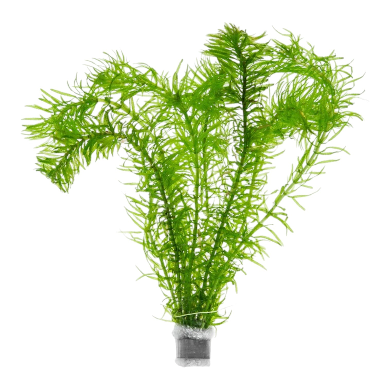 Elodea Najas (Fine Densa) x 1 Bunch Oxygenating Pond Plant