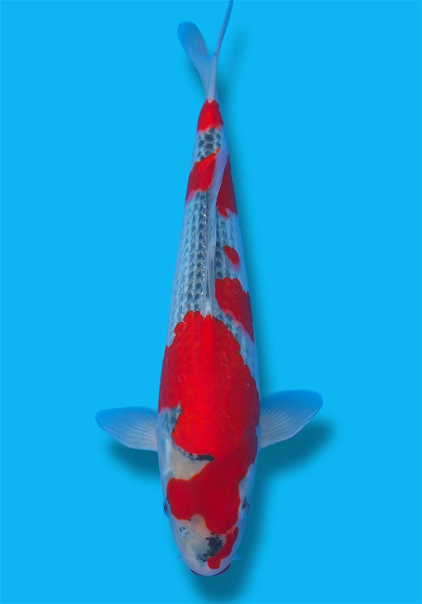 Kawakami Goshiki #5 35cm