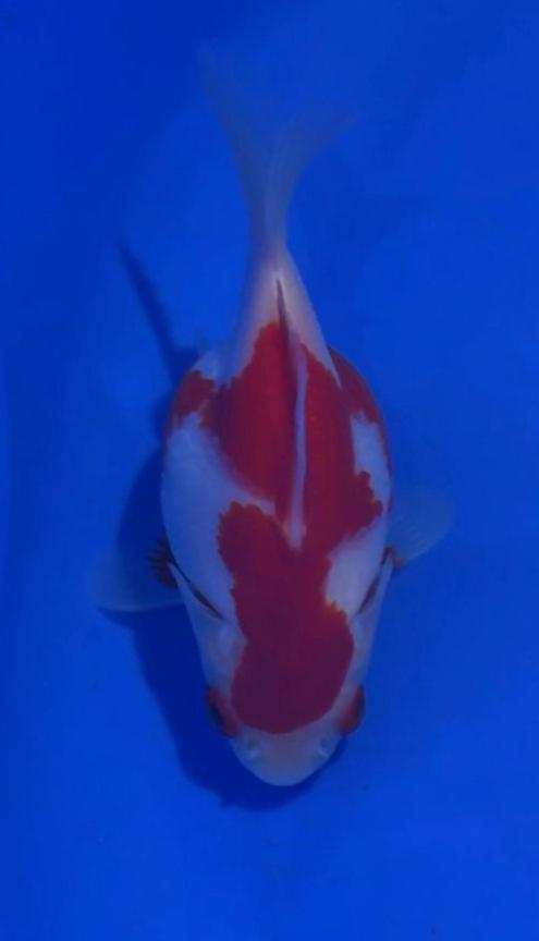 VHQ NND Tamasaba Japanese Goldfish - #6 red/white +-12cm