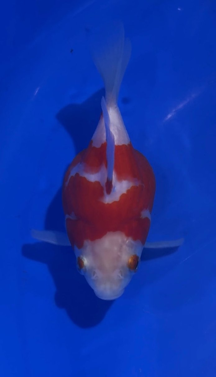 VHQ NND Tamasaba Japanese Goldfish - #9 red/white +-13cm