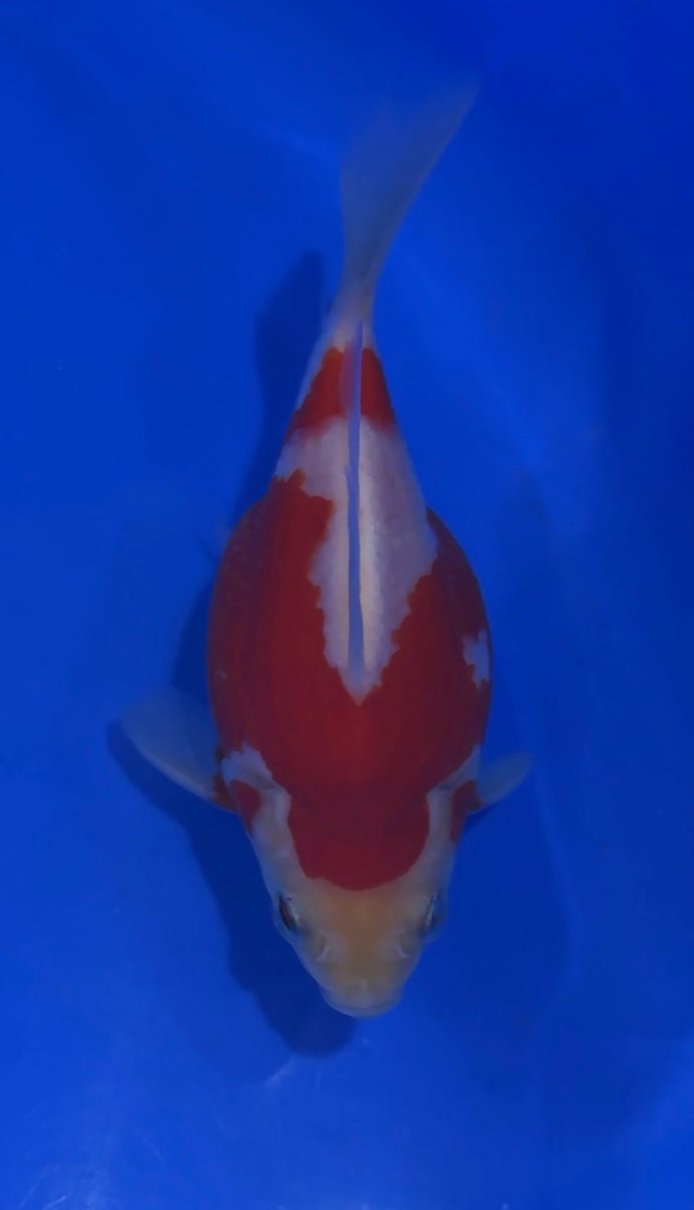 VHQ NND Tamasaba Japanese Goldfish - #3 red/white +-12cm