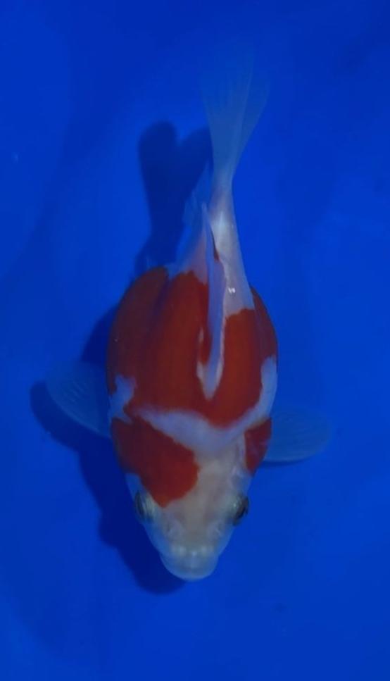 VHQ NND Tamasaba Japanese Goldfish - #8 red/white +-13cm
