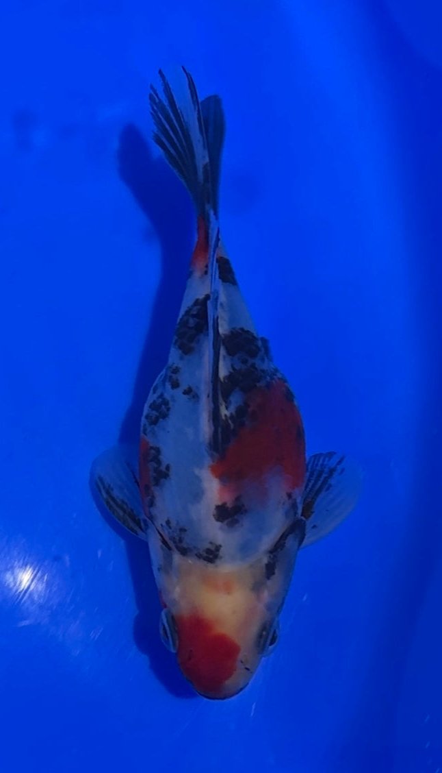 VHQ NND Tamasaba Japanese Goldfish - #2 Calico +-13cm