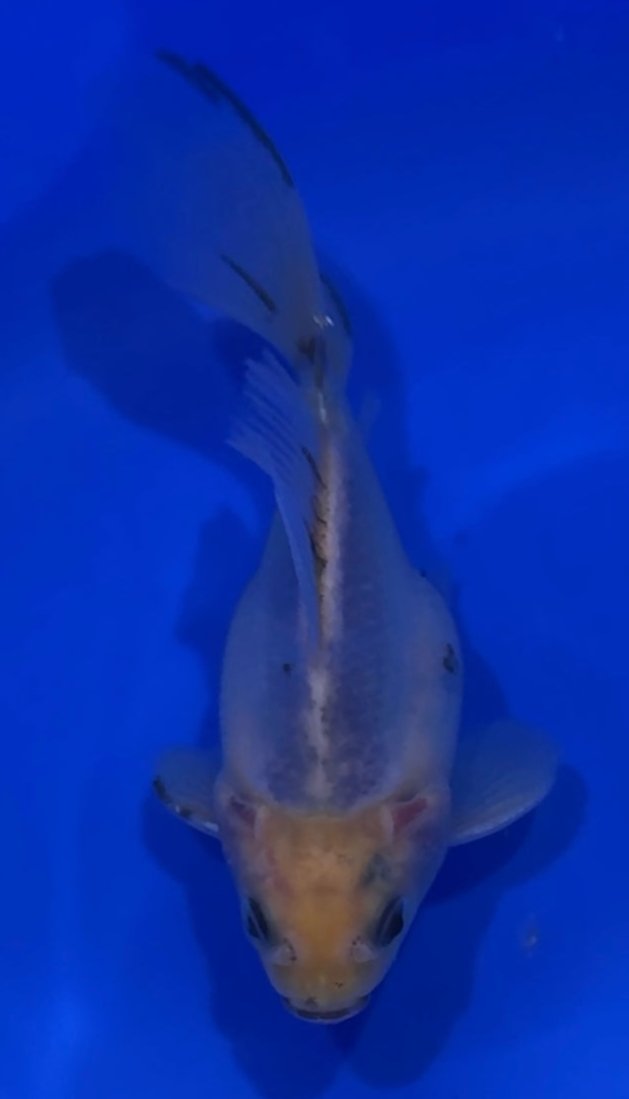 HQ NND Tamasaba Japanese Goldfish - Kawari 13cm