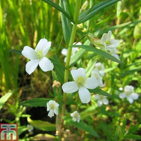 Gratiola Officinalis Pond Plant Summer Snowflake/ Hedge Hyssop
